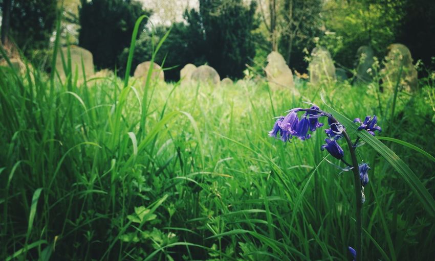Purple flowers growing on grassy field