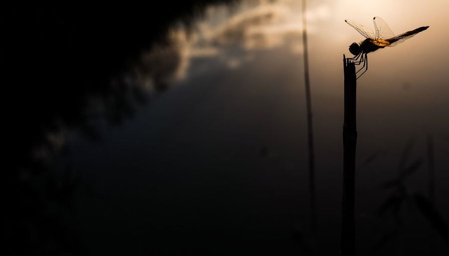 View of street light against sky