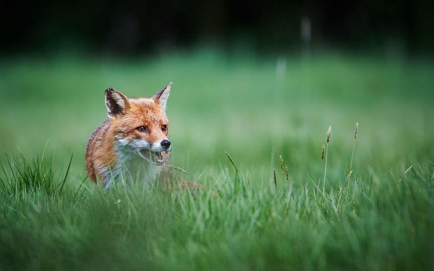 Fox looking away while standing on grassy field