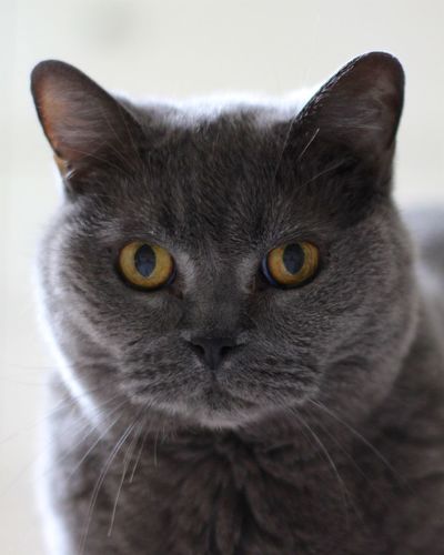 Close-up portrait of british shorthair cat