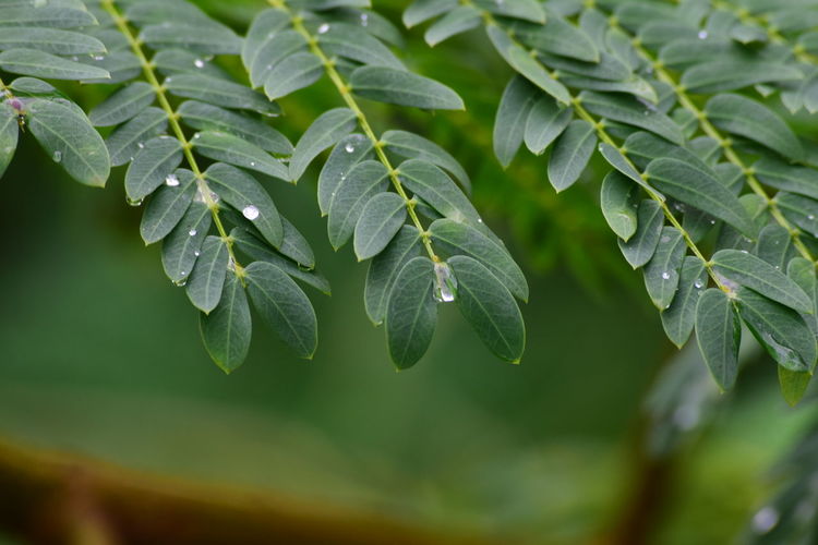 Close-up of wet plant leaves during rainy season