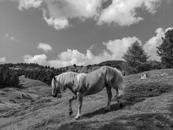Horses in a pasture in dolomites, val gardena