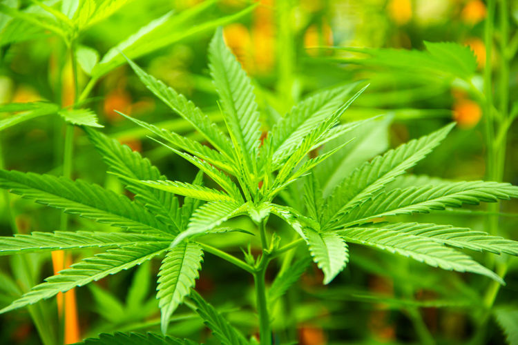 Young green leaf cannabis indica plant marijuana