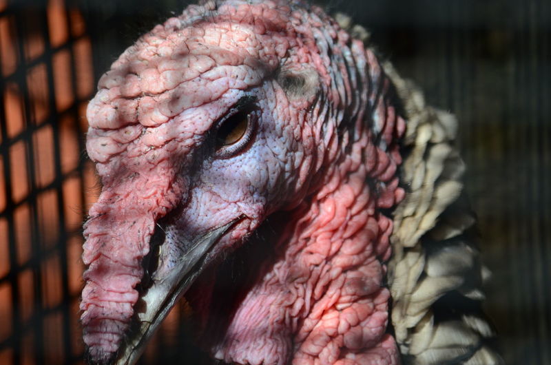 Close-up of turkey in cage