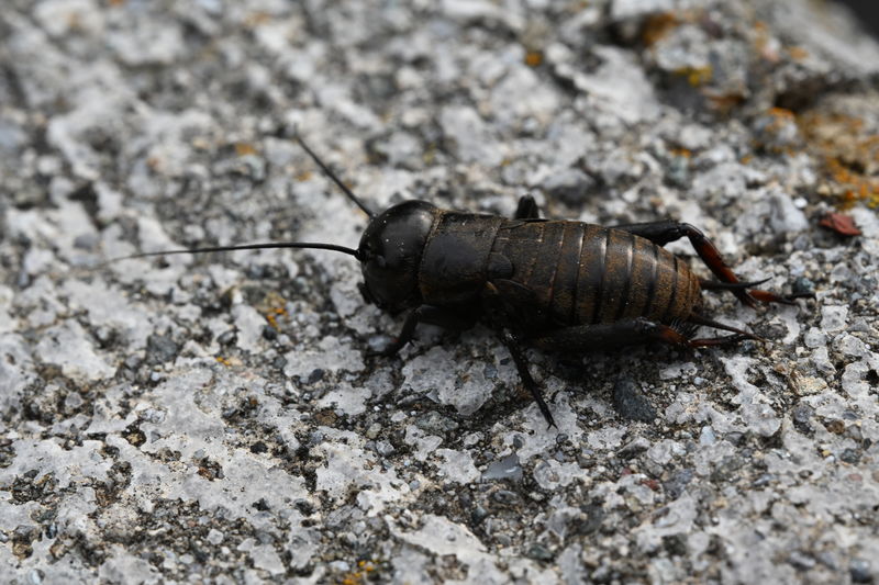 A cricket on a stone