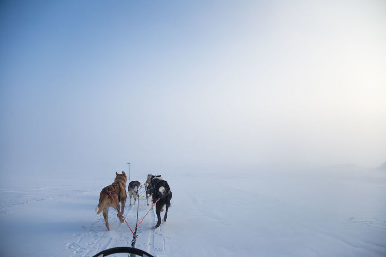 Rear view of dogs on snow covered landscape