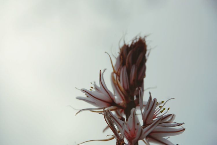 Close-up of wilted flower against sky
