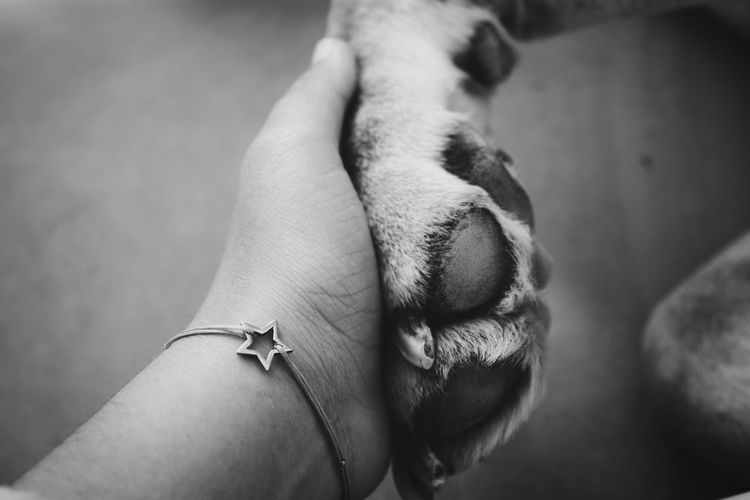 Cropped hand of woman holding dog paw