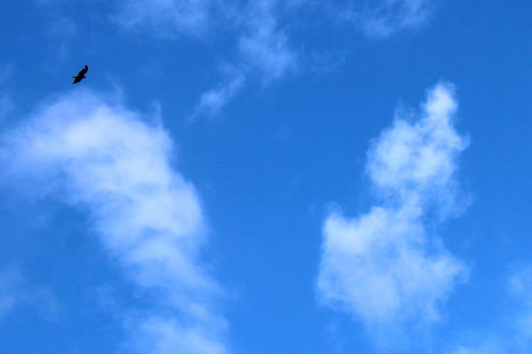Low angle view of birds flying in sky