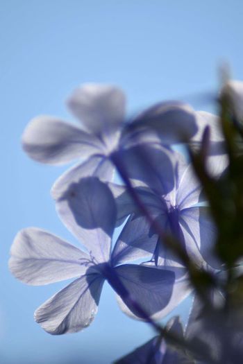 Close-up of flower against sky