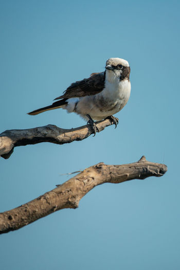Northern white-crowned shrike on branch turning head
