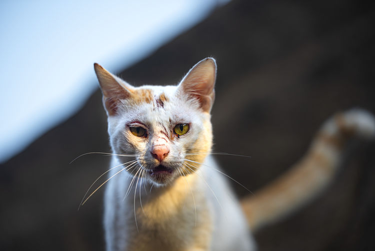 Close-up portrait of a feral cat