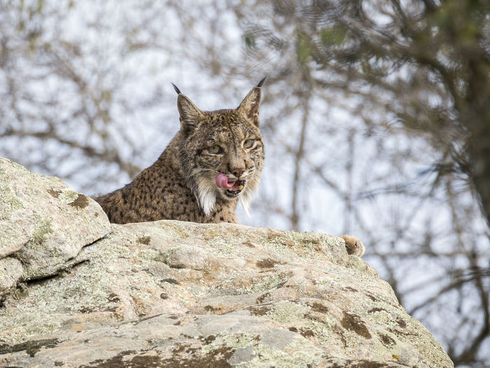 Low angle portrait of iberian lynx sitting on rock at donana national park