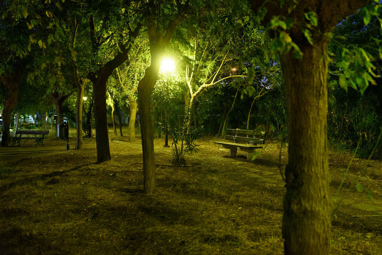 Trees in park at night