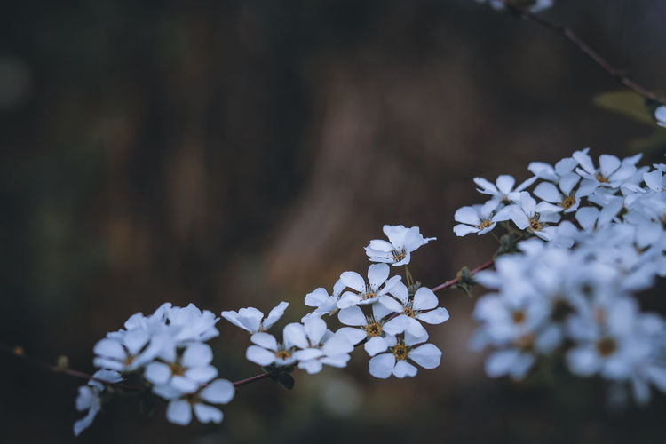 Close-up of white flowering plant