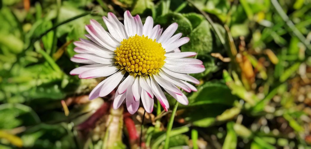 Close-up of flower against blurred background