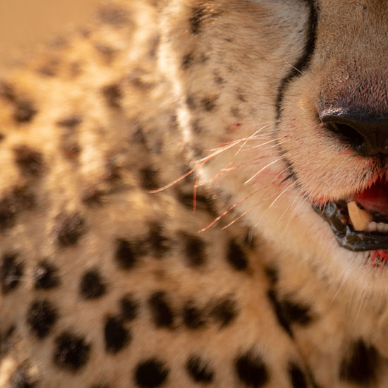 Close-up of cheetah with blood
