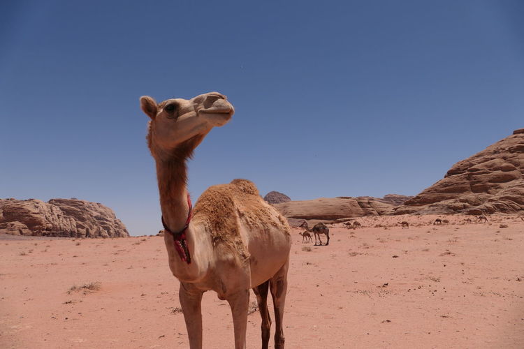 Curious camel in wadi rum