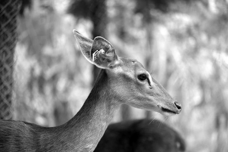 Side view of deer with tag at zoo