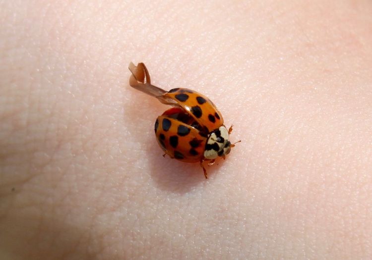 Close-up of ladybug on wall