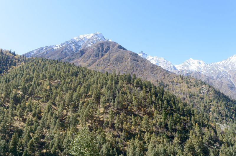 The pine woodland jungle on himalayas mountain slope. alpine plantation forest plant environment. 
