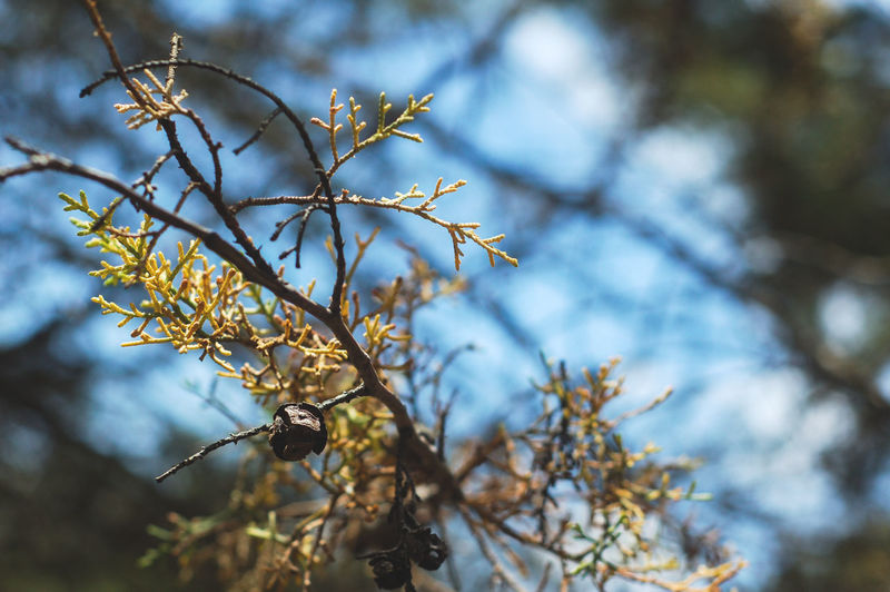 Low angle view of flower tree against sky