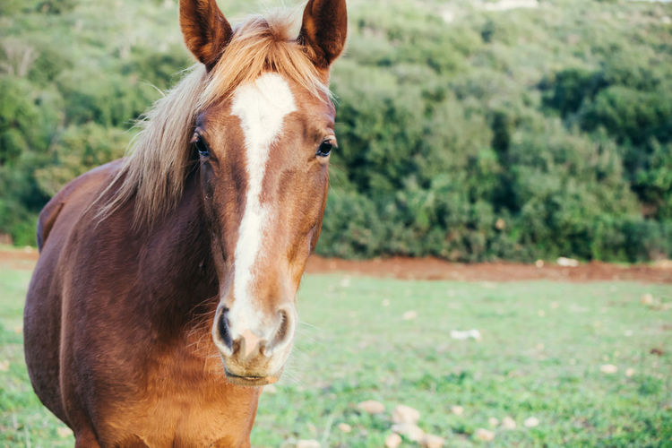 Portrait of a golden horse in a green field