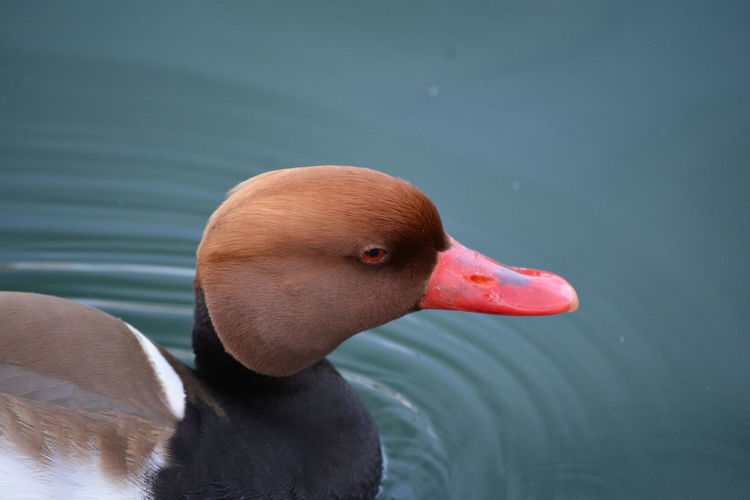 A duck called red-crested pochard
