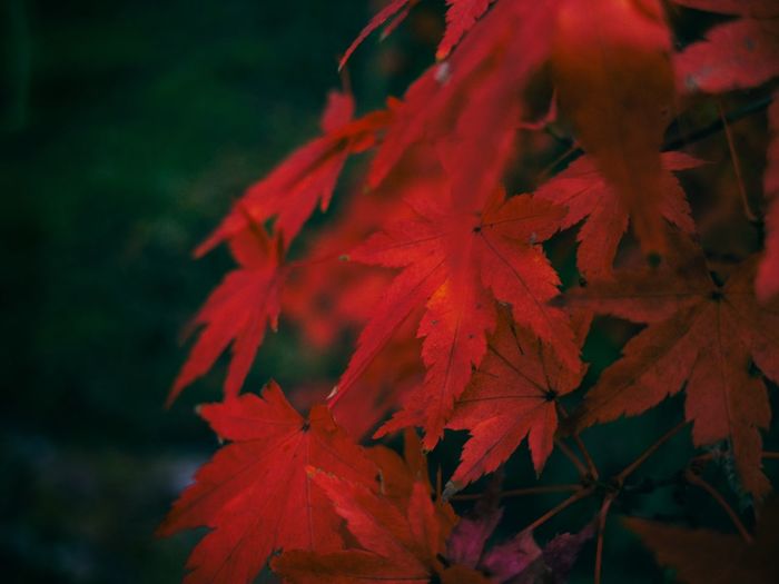 Close-up of maple leaves
