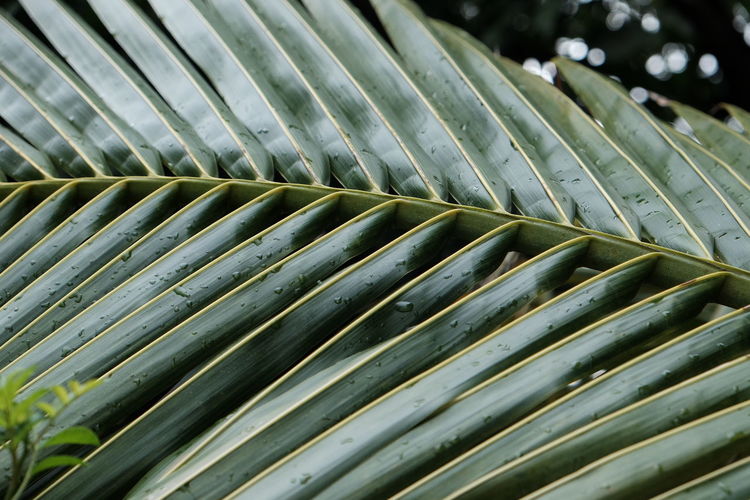 Close-up of wet palm leaf
