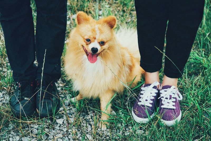 Low section of people standing by pomeranian on grass