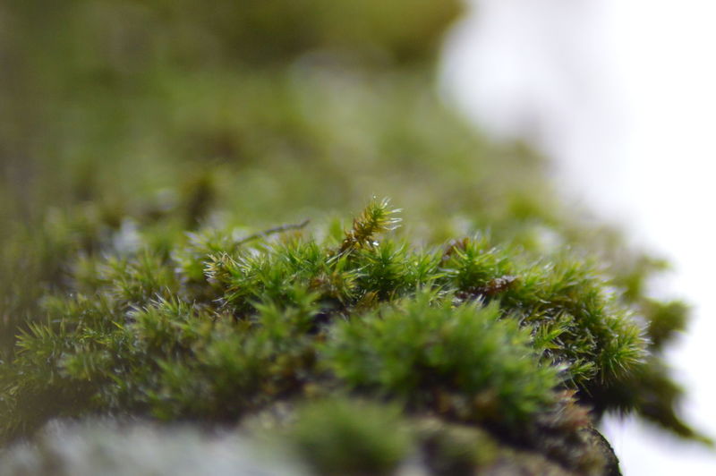 Close-up of grass against blurred background