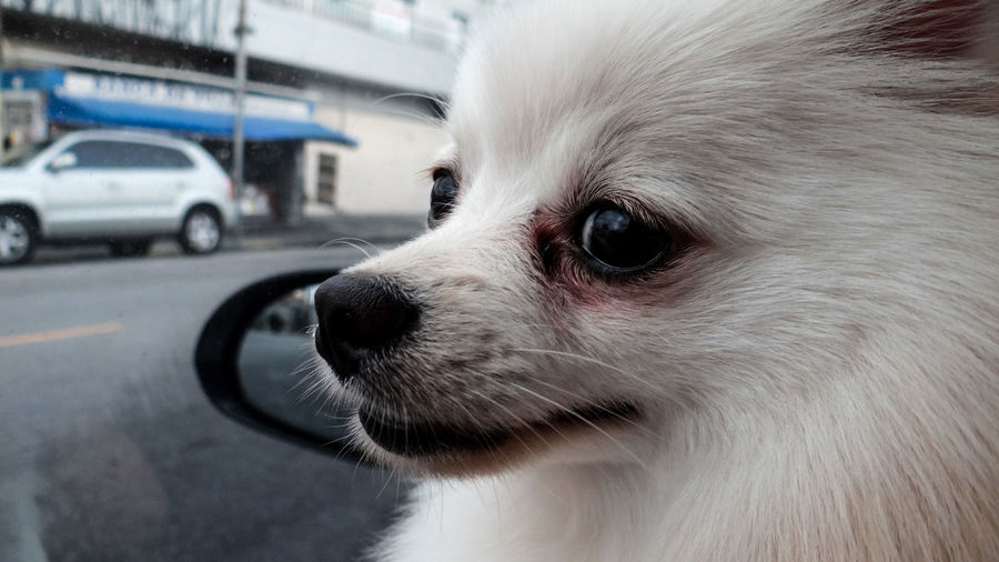 Close-up of white hairy pomeranian dog looking through car window