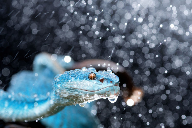 Blue viper snake
