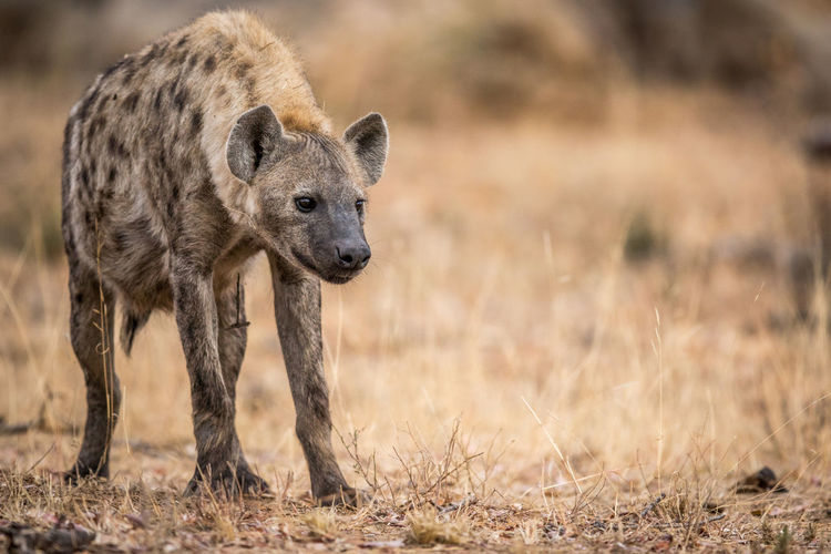 Spotted hyena standing on field