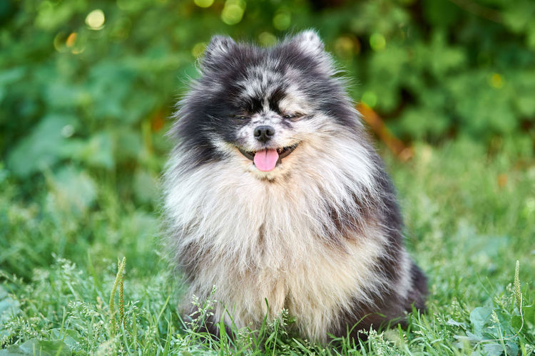 Pomeranian spitz dog in garden grass. cute pomeranian puppy on walk. funny spitz pom dog