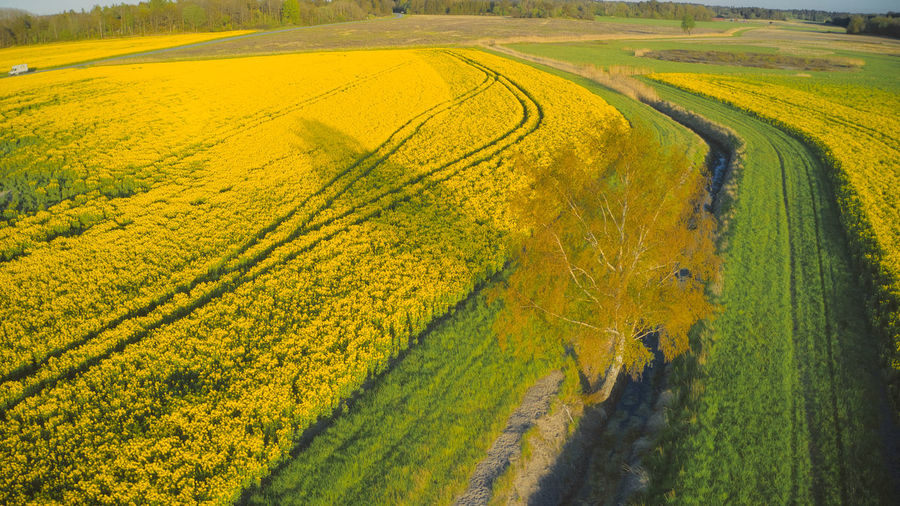 Scenic view of rapeseed field