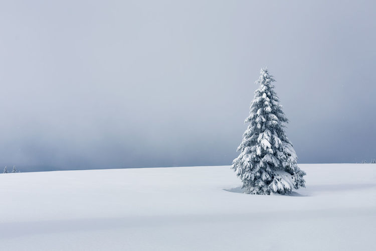 Snow covered tree on field against sky during winter