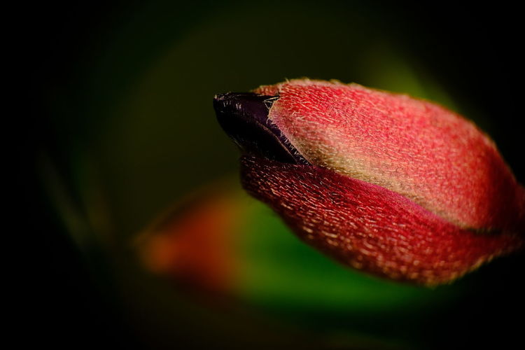 Close up of strawberry
