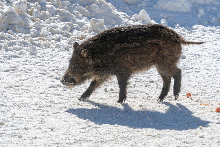 Side view of boar walking on snow