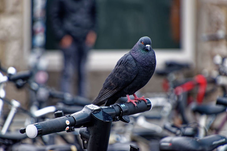 Pigeon perching on a bicycle