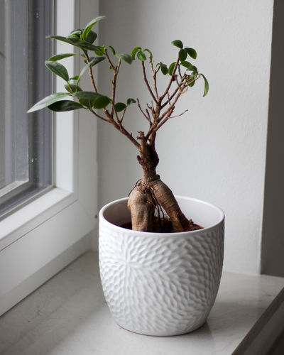 Potted ficus bonsai on light windowsill