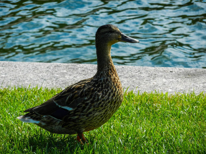 Duck on a lake