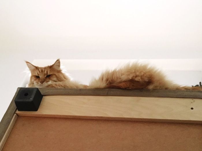 Portrait of a cat sleeping
