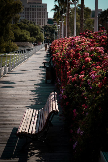 Empty bench by flowering plants in city