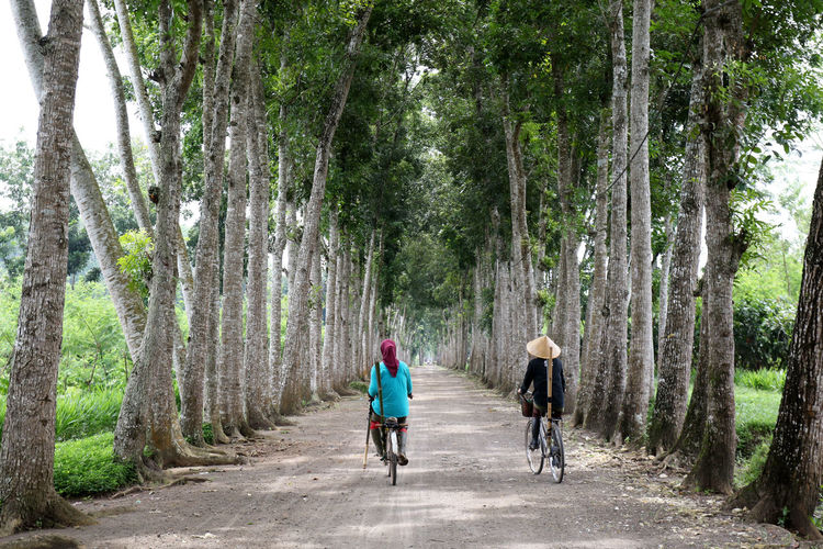 Rear view of women on road amidst trees in forest