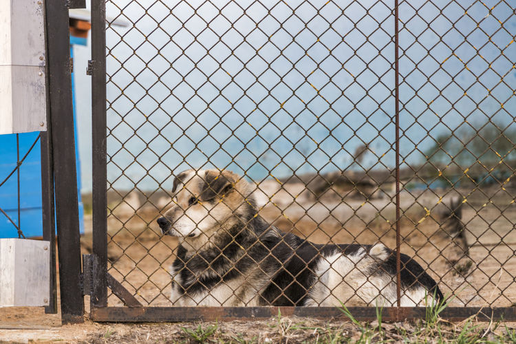 View of fence in zoo