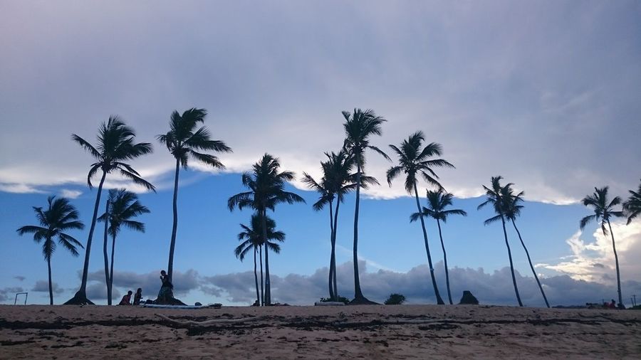 Palm trees on beach against sky