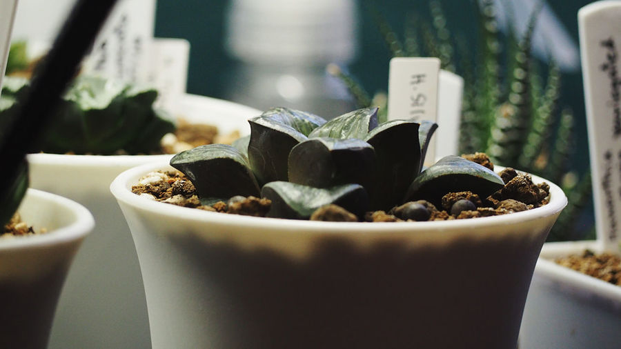 Close-up of succulent plant in bowl on table