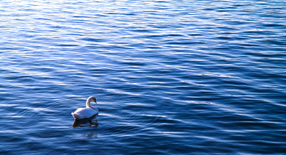High angle view of white swan in lake